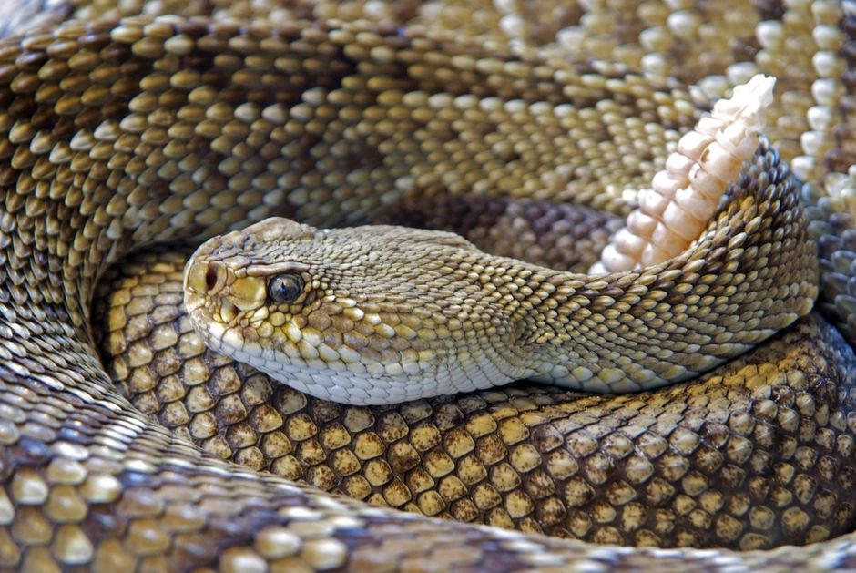 Can Western Diamondback Rattlesnake Venom Create Universal Antivenin?