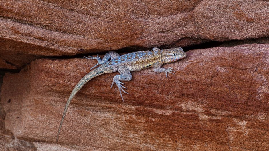 Dunes Sagebrush Lizard Protection Update: What You Need to Know
