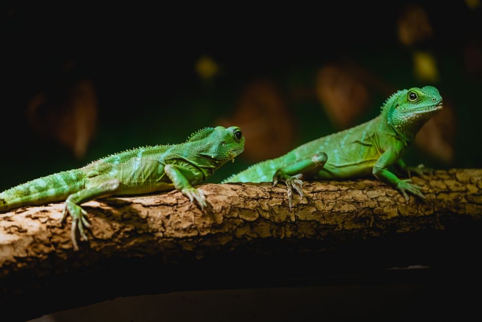 How Can You Tell If Your Pet Lizard Is Male or Female?