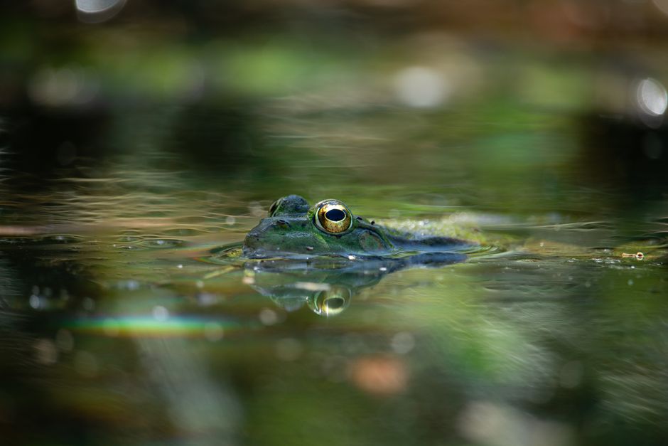How Do Wood Frogs Survive Being Frozen Solid?