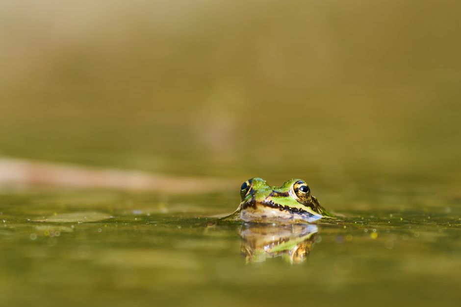 How Does the Australian Water-Holding Frog Store Water?