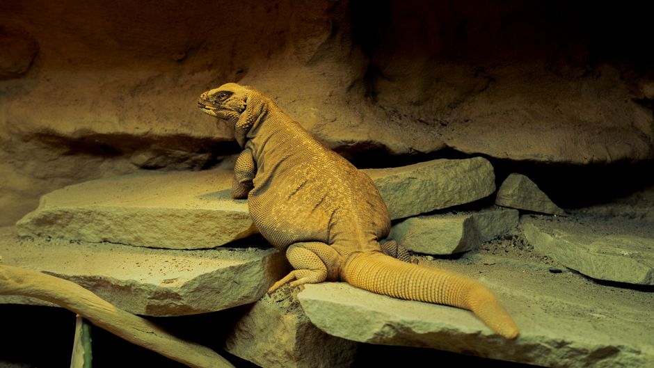 How Does the Chuckwalla Inflate into an Immovable Rock Plug?