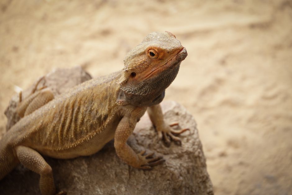 How to Help a Sick Bearded Dragon Recover and Bounce Back