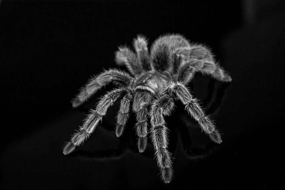 Is a Brazilian Black Tarantula the Right Pet for You?