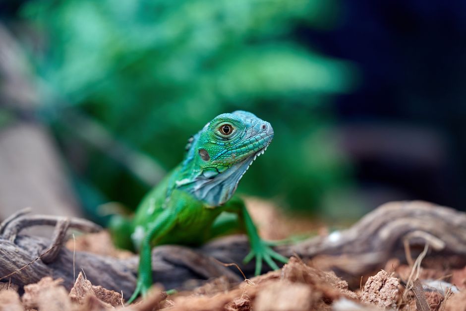 Is Exotic Pet Insurance Worth It for Gotcha Day?