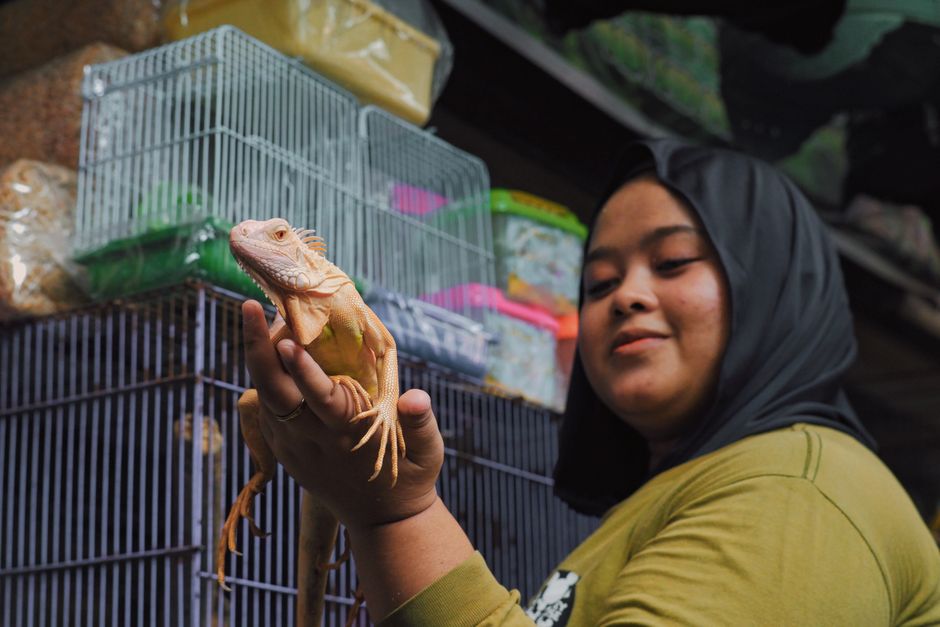 What New Vet Pricing Rules Mean for Exotic Pet Owners