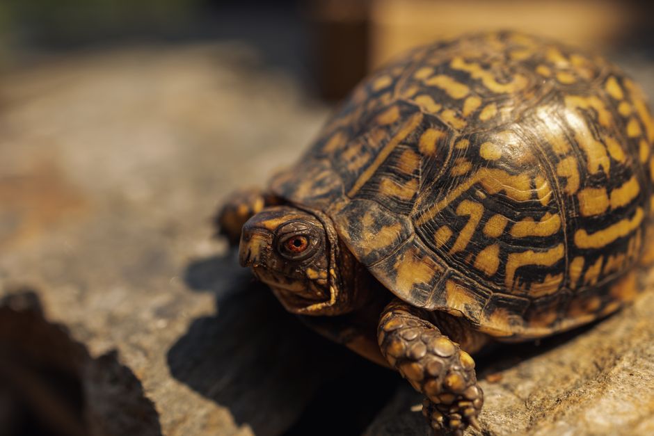 What Should You Do If You Find an Abandoned Box Turtle?