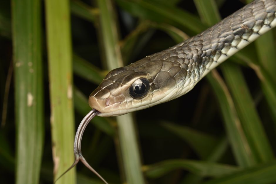 Why Are Venomous Snakebites Linked to Poverty?